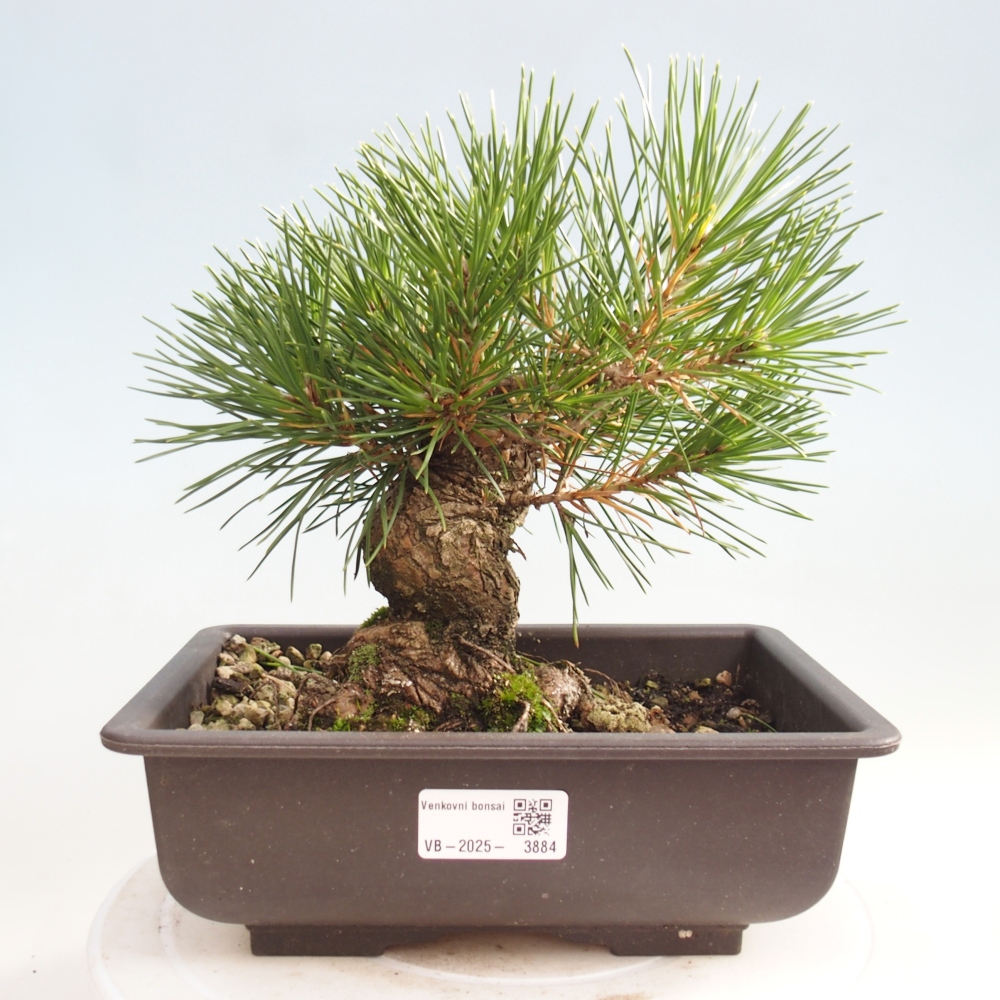 Kültéri bonsai - Pinus thunbergii - Thunberg fenyő