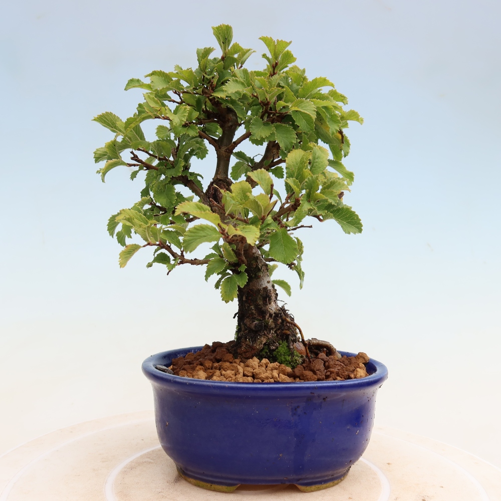 Kültéri bonsai - Zelkova - Zelkova NIRE