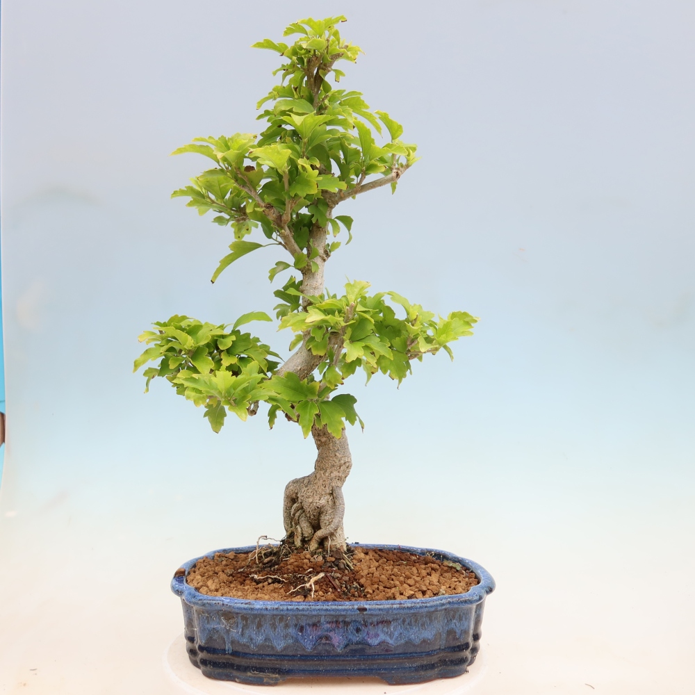 Kültéri bonsai – Hibiscus syriacus – szíriai ibiskusz