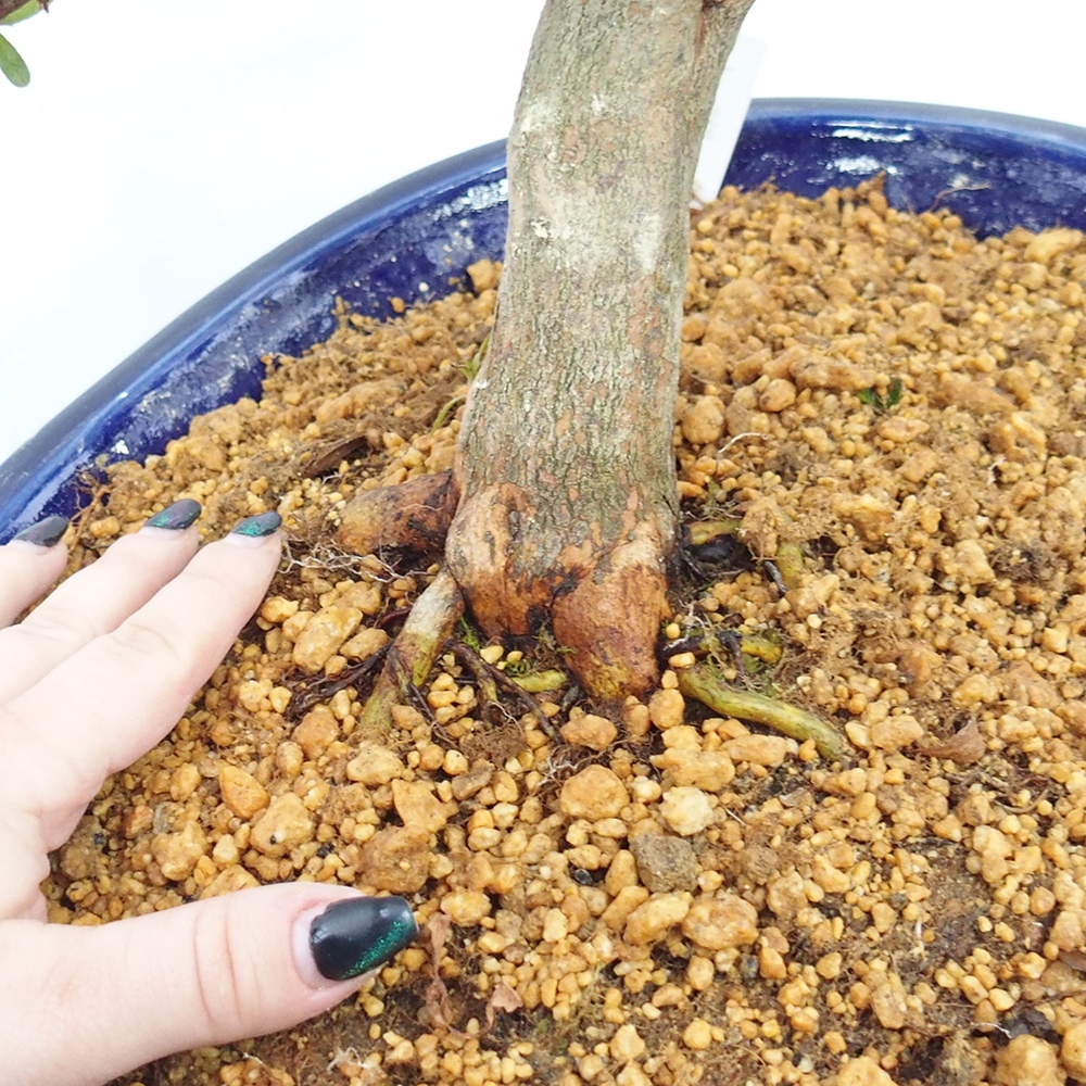 Kültéri bonsai - japán azálea - Azálea CHIHIRO