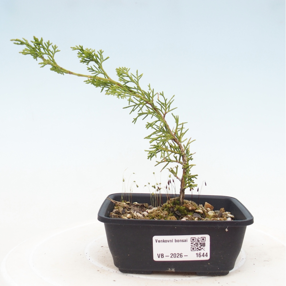Kültéri bonsai - Juniperus chinensis Itoigawa