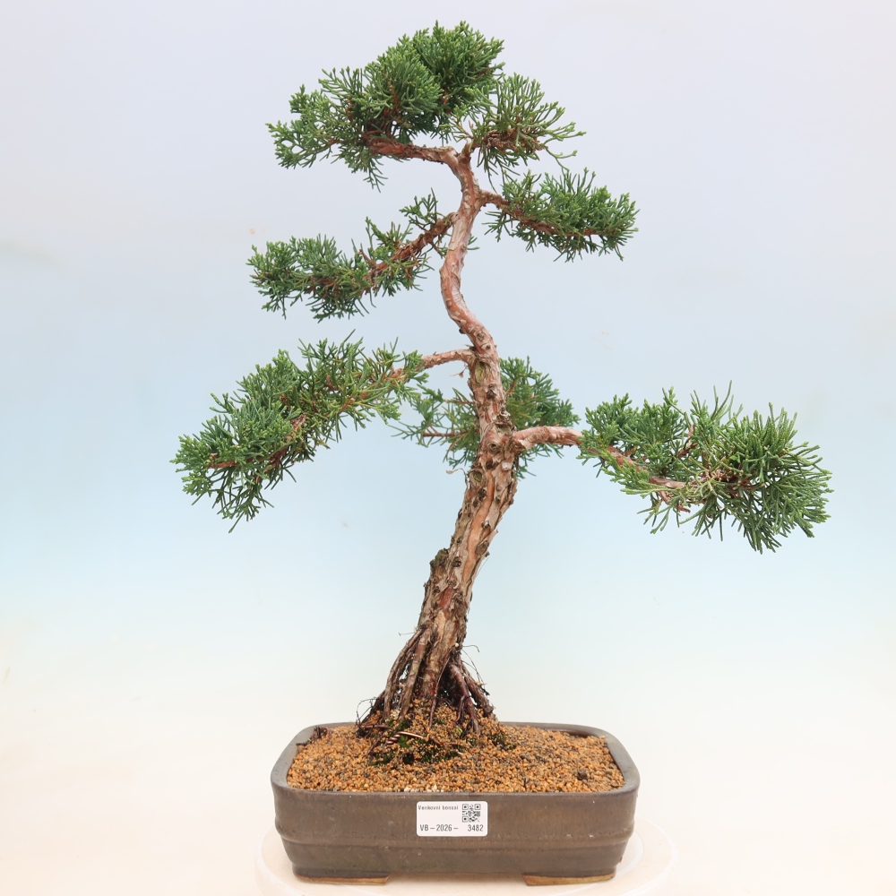 Kültéri bonsai - Juniperus chinensis Kishu