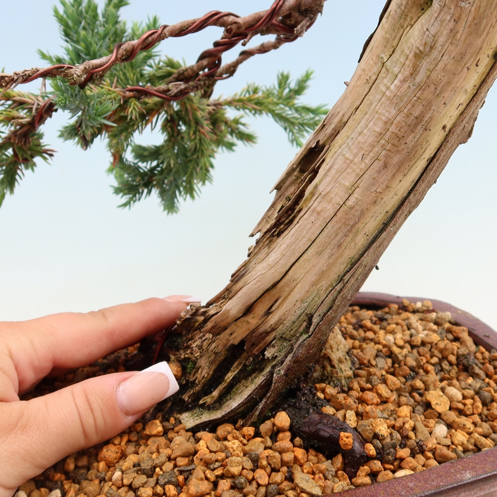 Kültéri bonsai – Juniperus squamata – Pikkelyes boróka