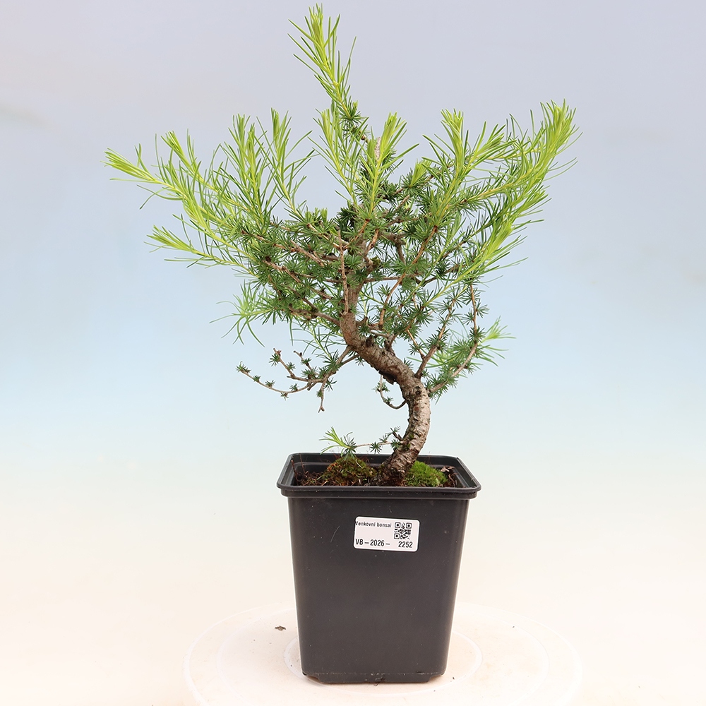 Kültéri bonsai - Larix decidua - vörösfenyő