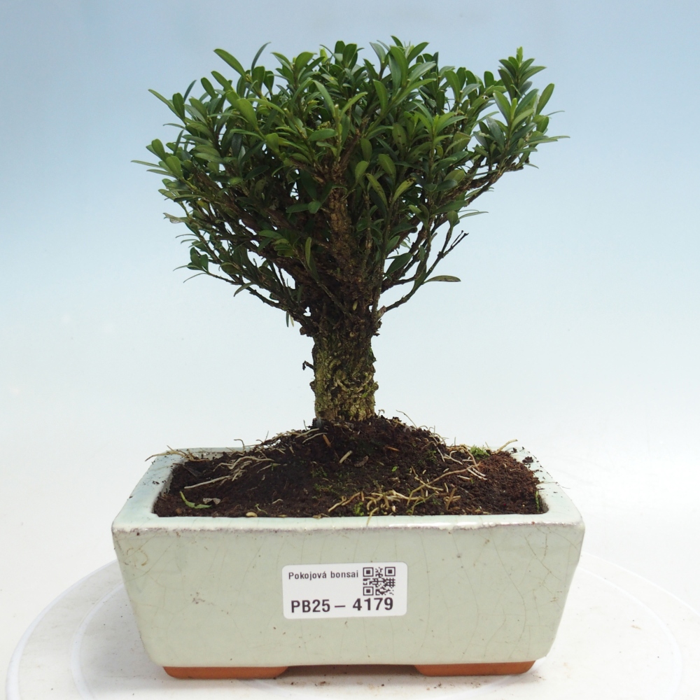 Szobai bonsai - Buxus harlandii - parafa buxus