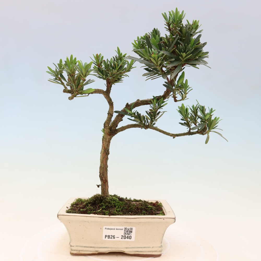 Szobai bonsai - Podocarpus - Kőtiszafa