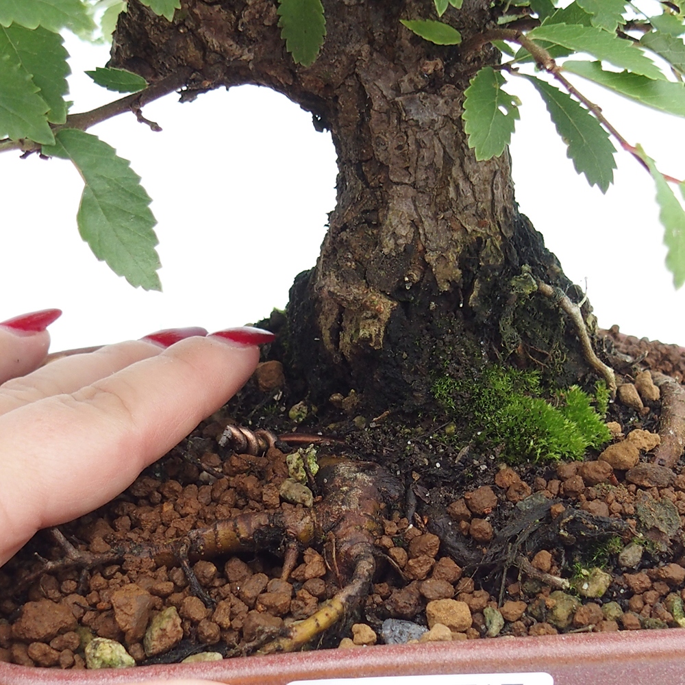 Kültéri bonsai - Zelkova - Zelkova NIRE