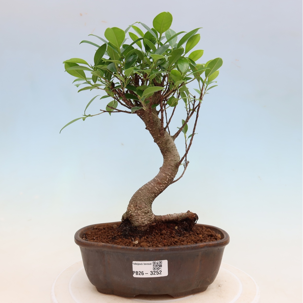 Szobai bonsai - Ficus kimmen - kislevelű fikusz