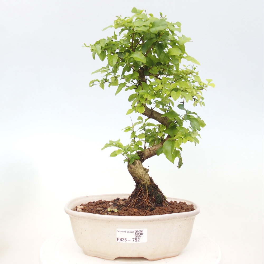 Szobai bonsai -Ligustrum chinensis - Madárcsőr