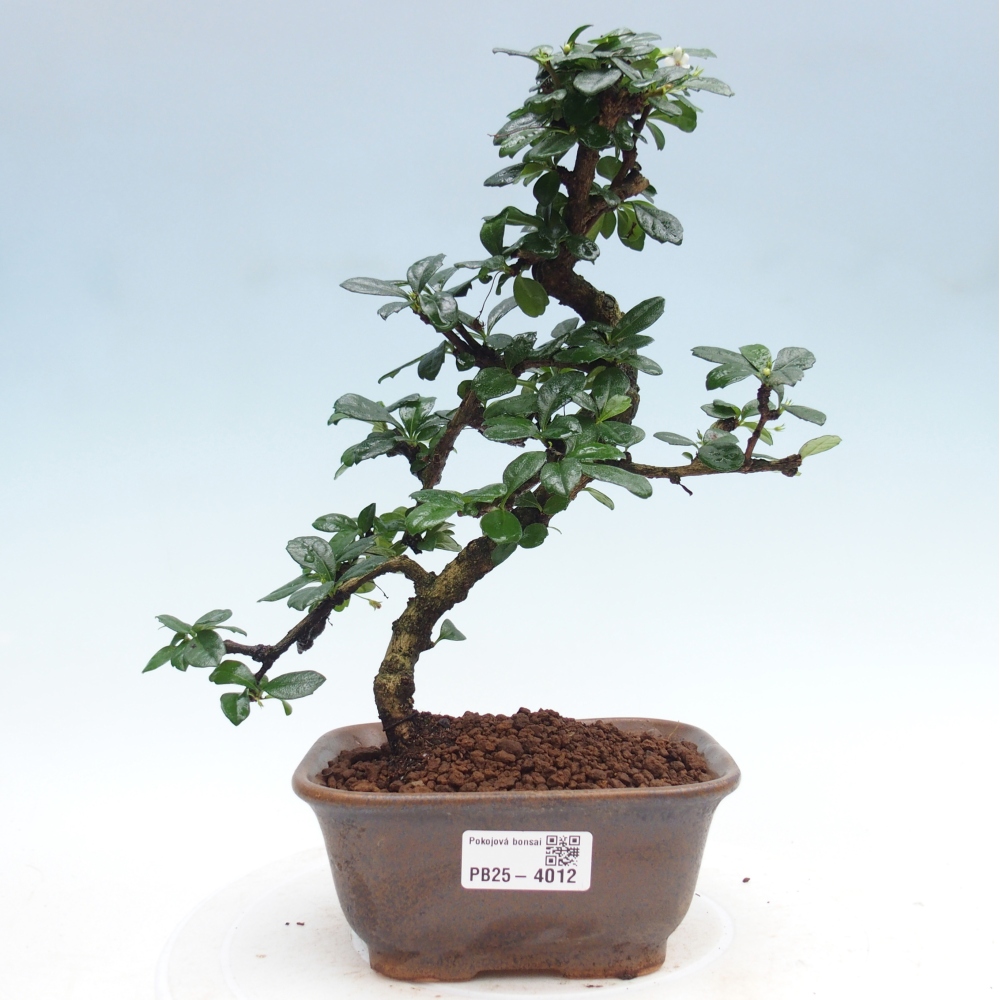 Szobai bonsai - Carmona macrophylla - Tea fuki
