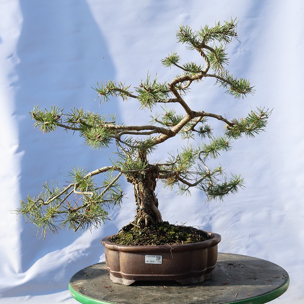 Pinus sylvestris Spanyolország – erdei fenyő