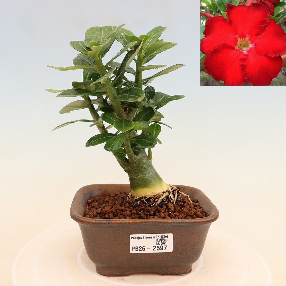 Szobabonsai – Adenium obesum Red Star – Sivatagi rózsa