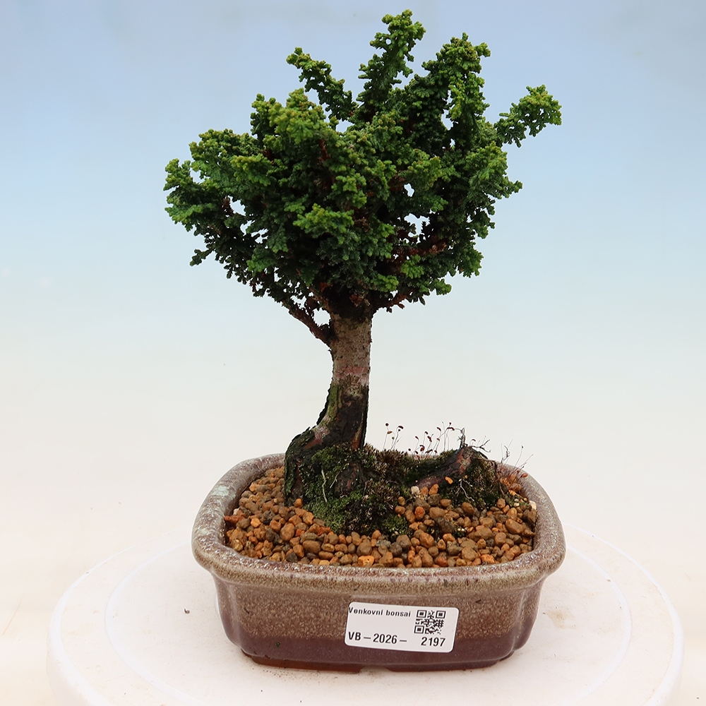 Kültéri bonsai - Cham. obtusa SEKKA HINOKI - Cifra ciprus
