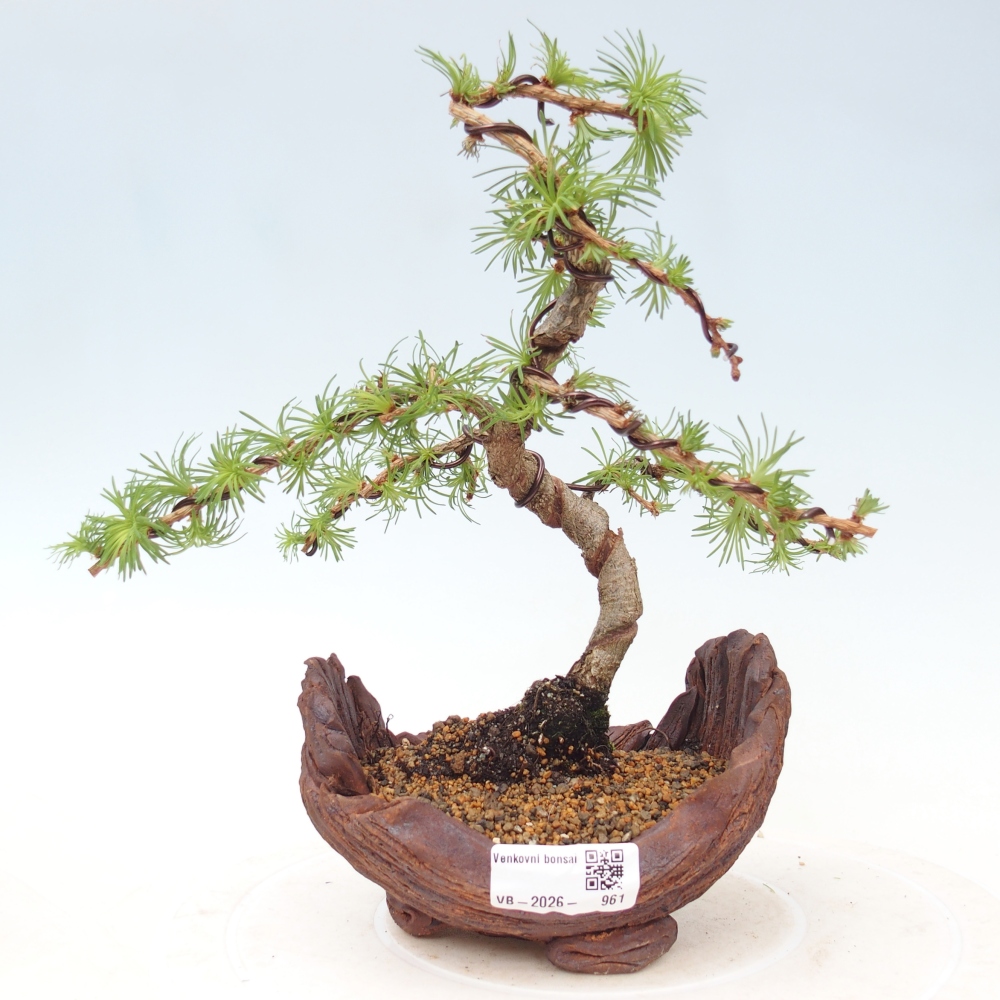 Kültéri bonsai - Larix Kaempferi - Japán vörösfenyő