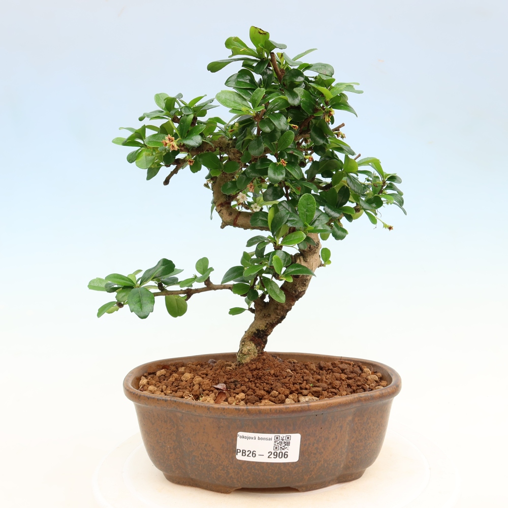 Szobai bonsai - Carmona macrophylla - Tea fuki