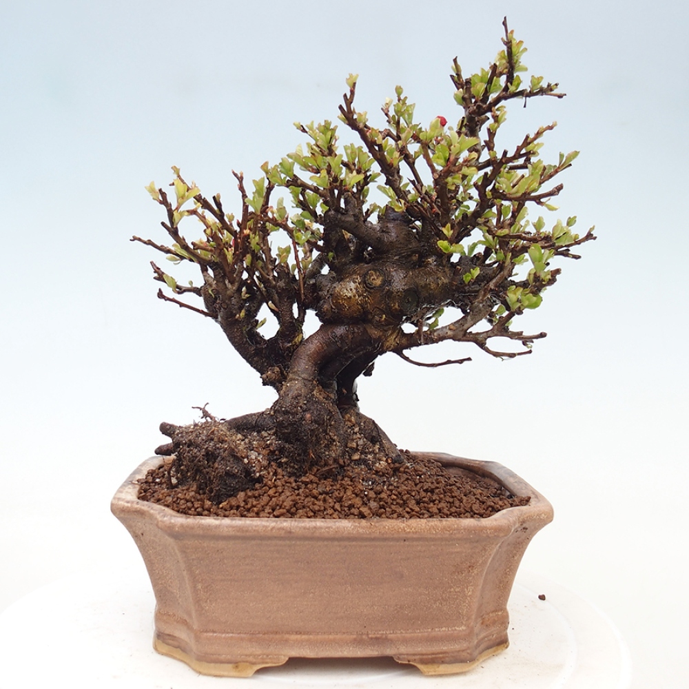 Kültéri bonsai - Chaneomeles speciosa - birs