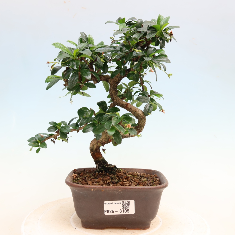 Szobai bonsai - Carmona macrophylla - Tea fuki