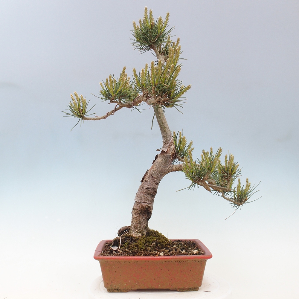 Kültéri bonsai - Pinus Sylvestris Watererri - erdeifenyő
