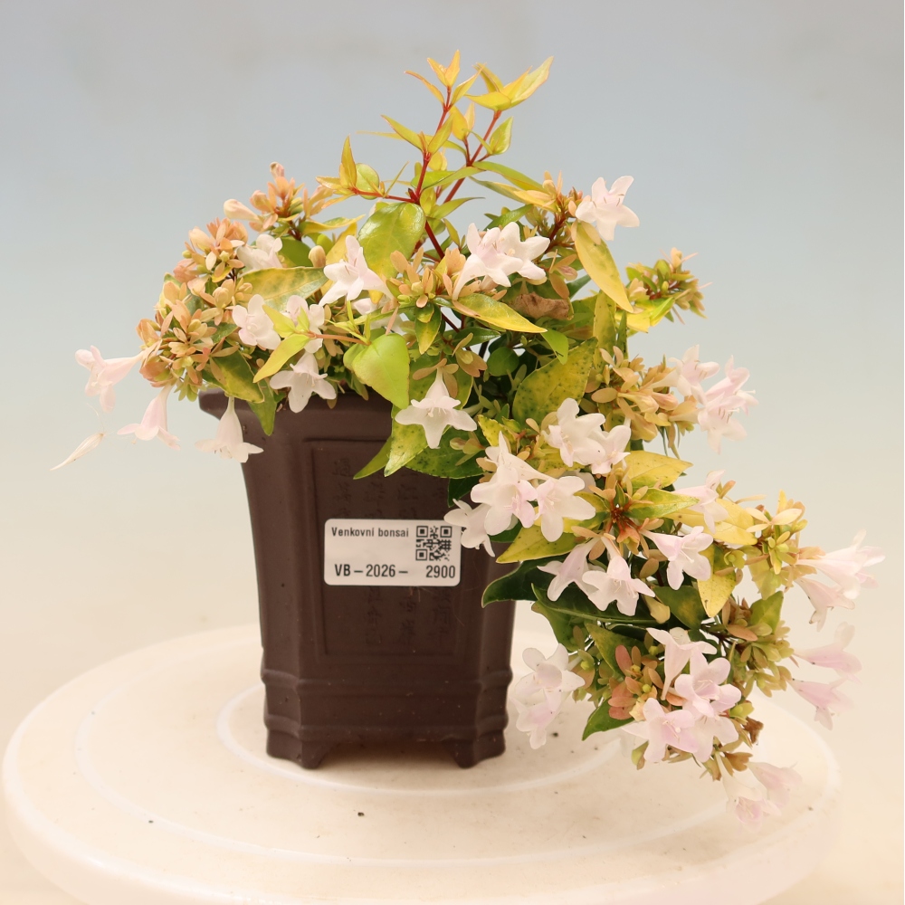 Kültéri bonsai – Abelia gr. Kleidoscope – Nagyvirágú abélia