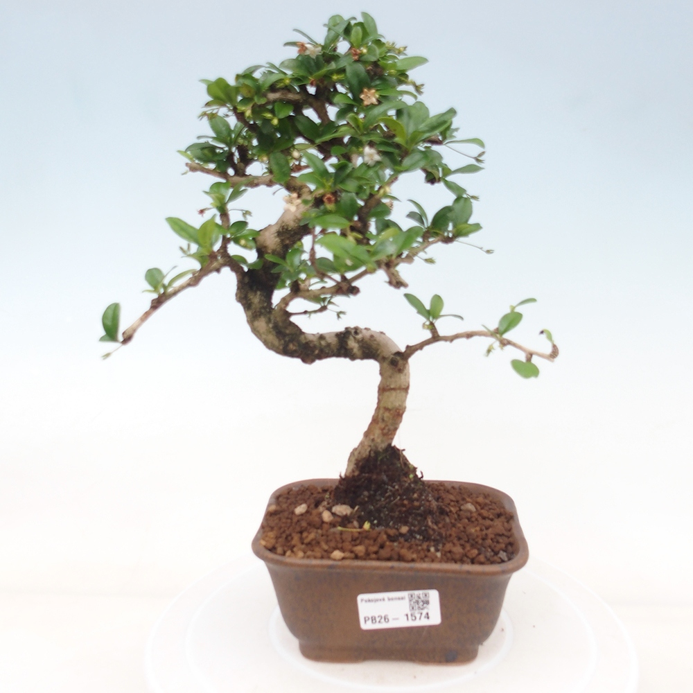 Szobai bonsai - Carmona macrophylla - Tea fuki