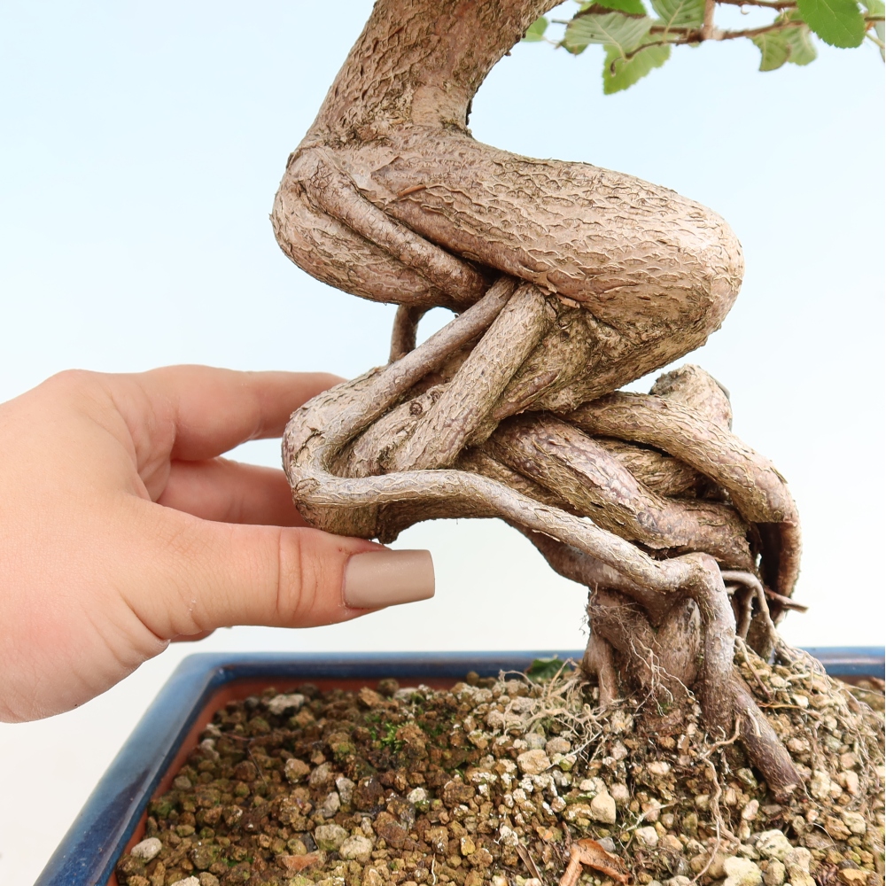 Kültéri bonsai -Carpinus CARPINOIDES - Koreai gyertyánfa