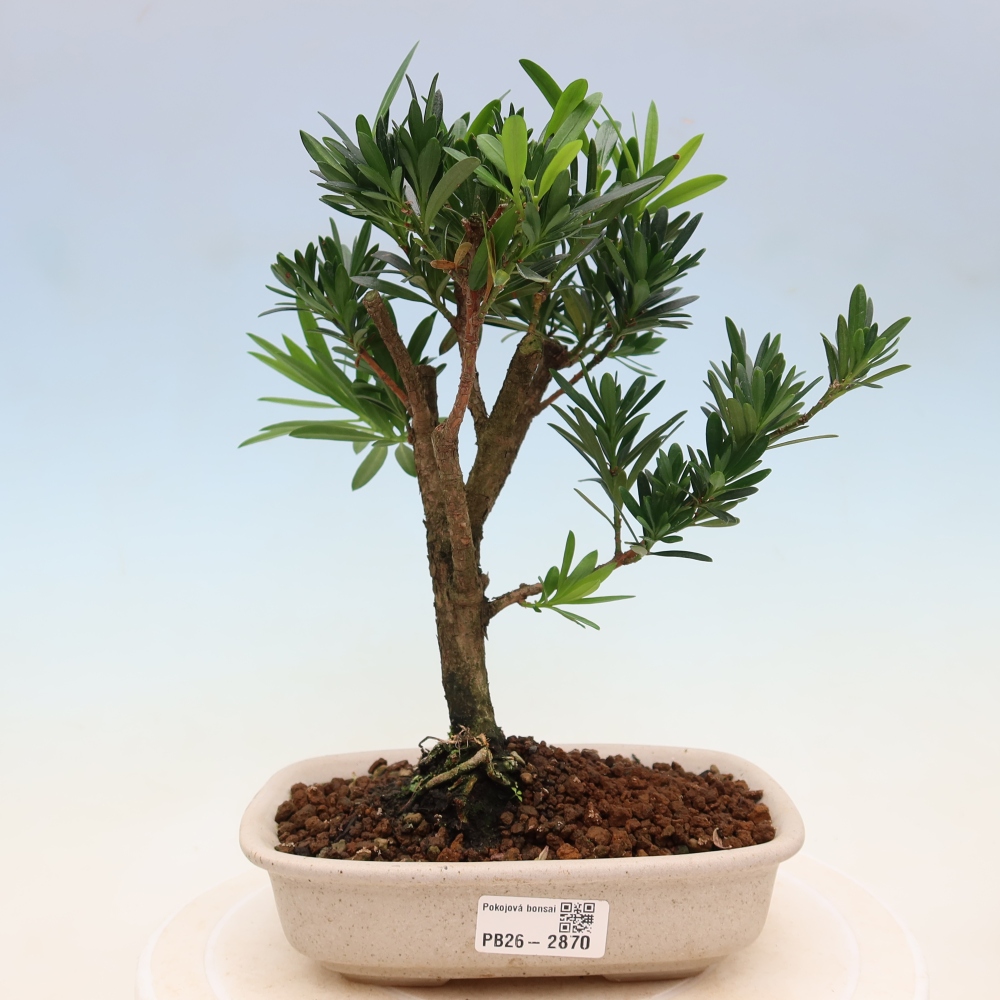 Szobai bonsai - Podocarpus - Kőtiszafa