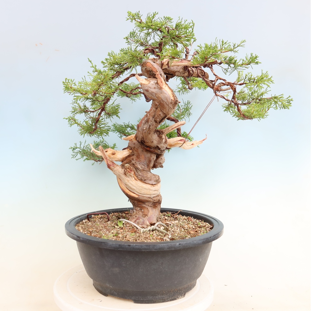 Kültéri bonsai - Juniperus chinensis Itoigawa-Juniperus chinensis