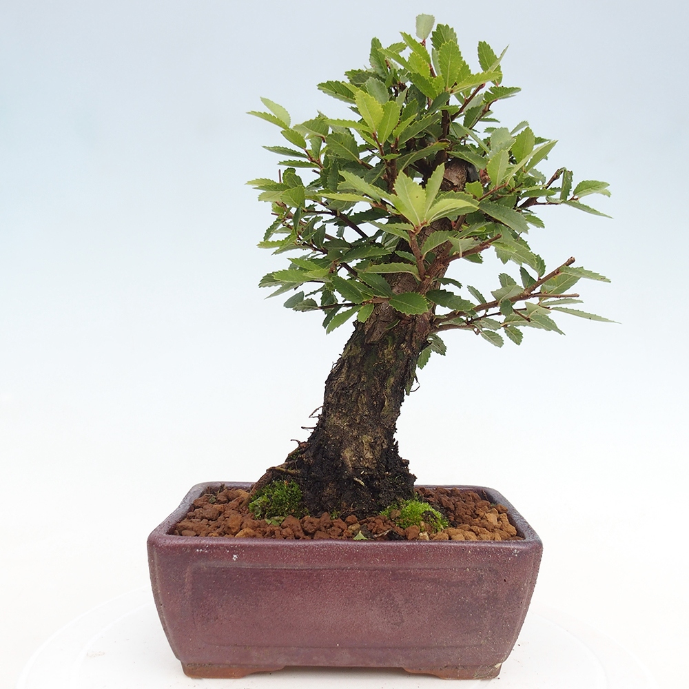 Kültéri bonsai - Zelkova - Zelkova NIRE