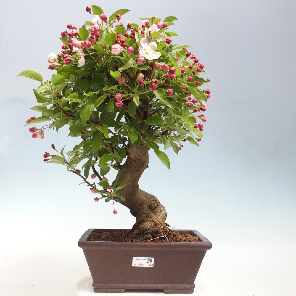 Kültéri bonsai -Malus halliana - Kis gyümölcsű almafa