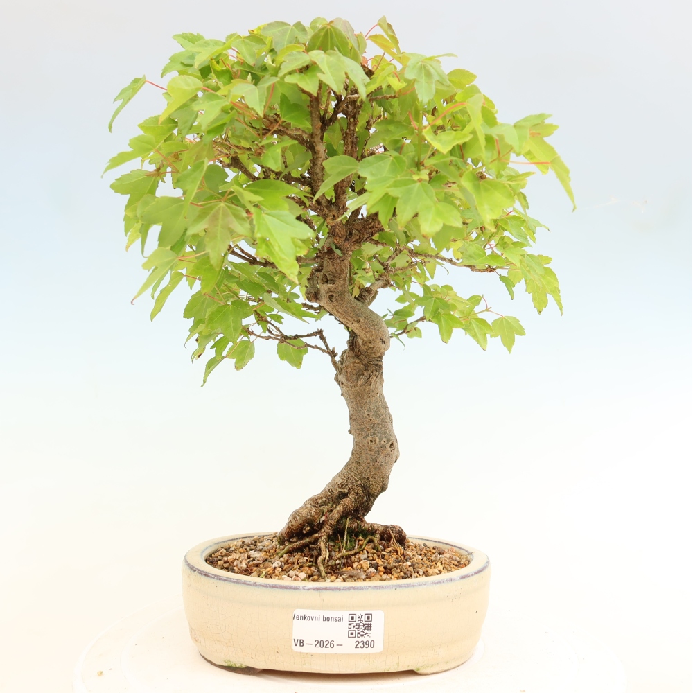 Kültéri bonsai - Juhar Burger - Acer Burgerianum