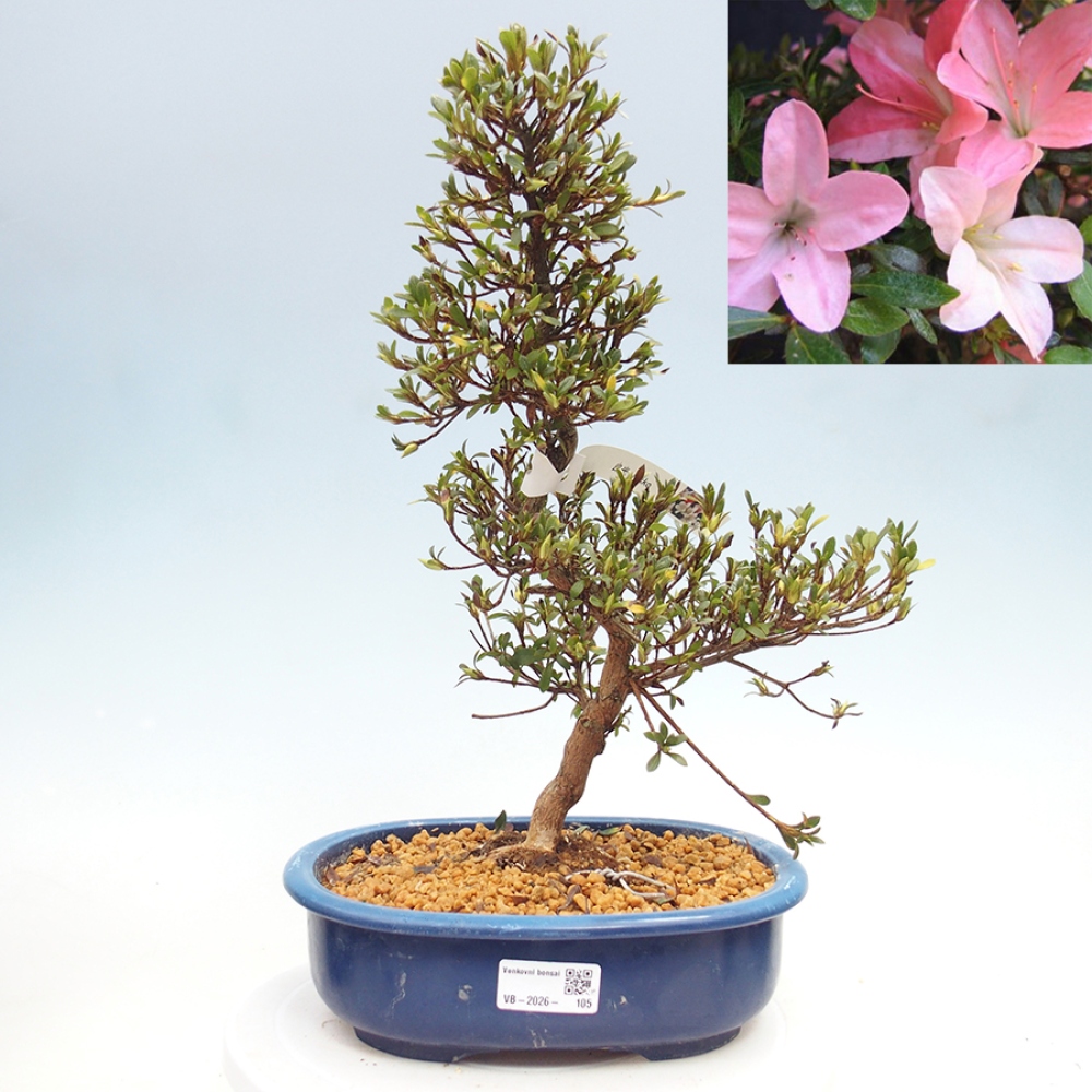 Kültéri bonsai - Japán azálea - Azalea Nikko