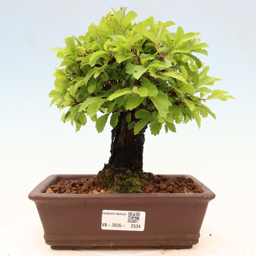 Kültéri bonsai - Zelkova - Zelkova NIRE