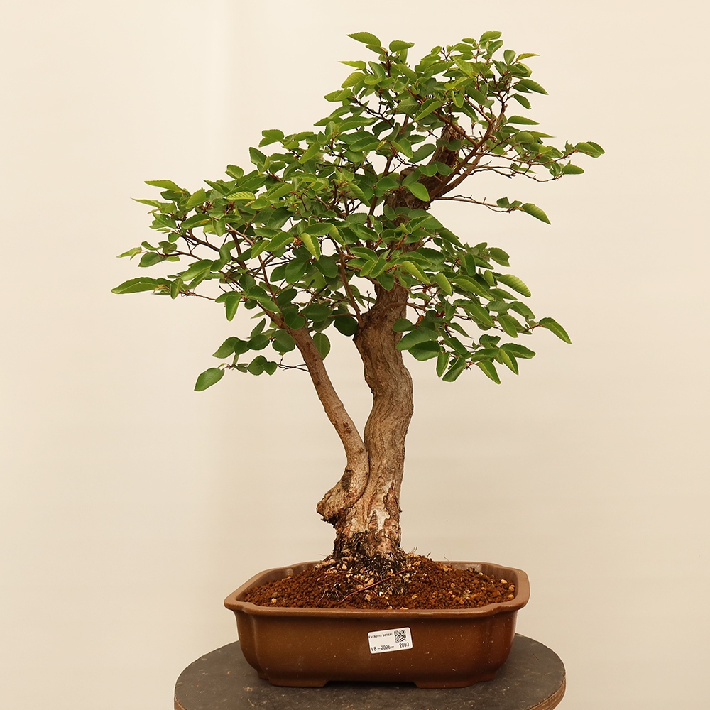 Kültéri bonsai -Carpinus Coreana - Koreai gyertyánfa