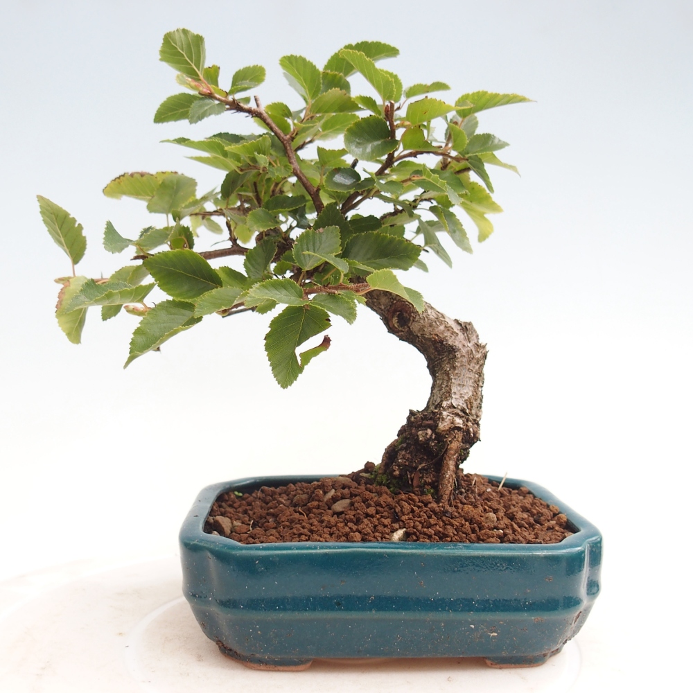 Kültéri bonsai -Carpinus CARPINOIDES - Koreai gyertyánfa