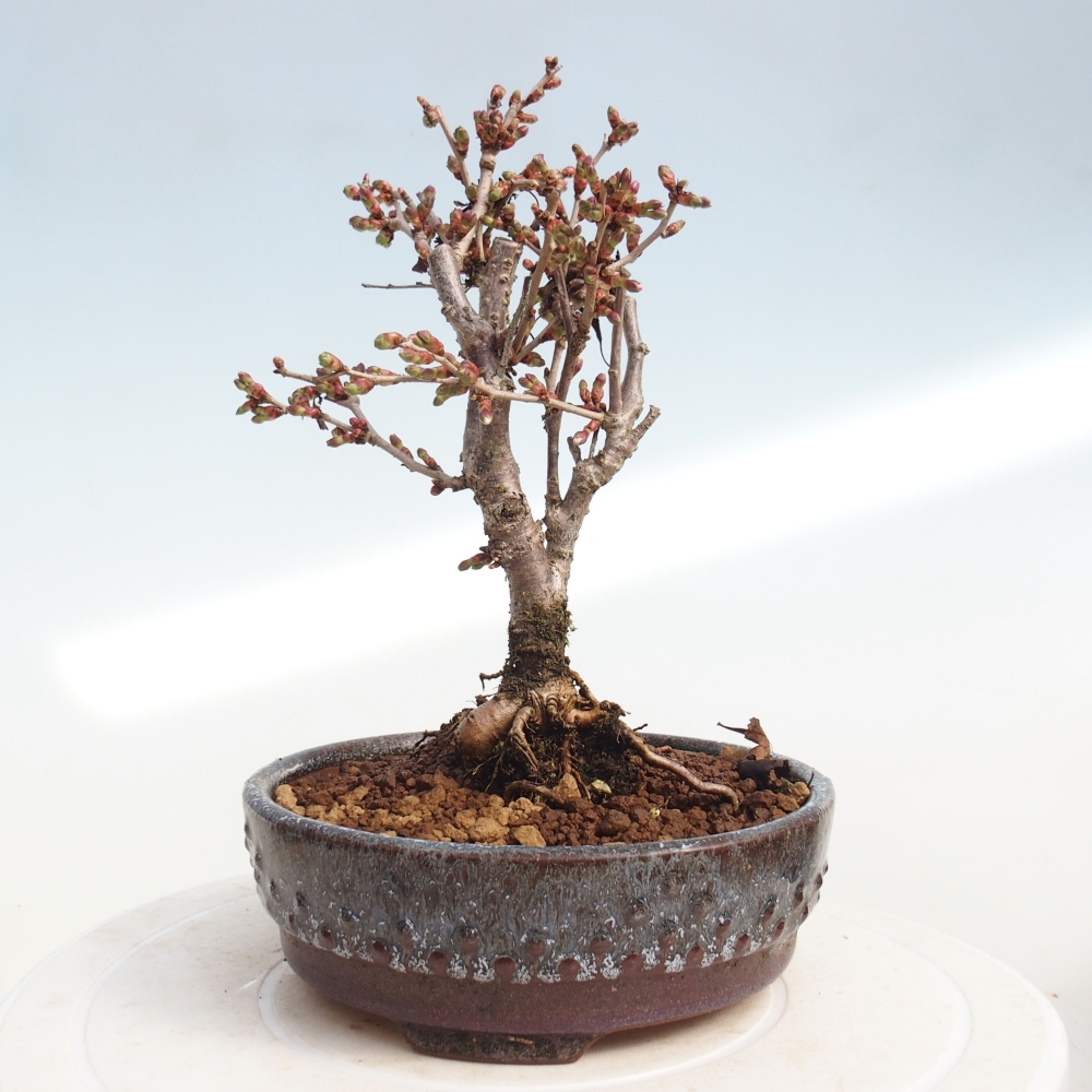 Kültéri bonsai - Prunus incisa Kojou-no mai-Plivon kivágva
