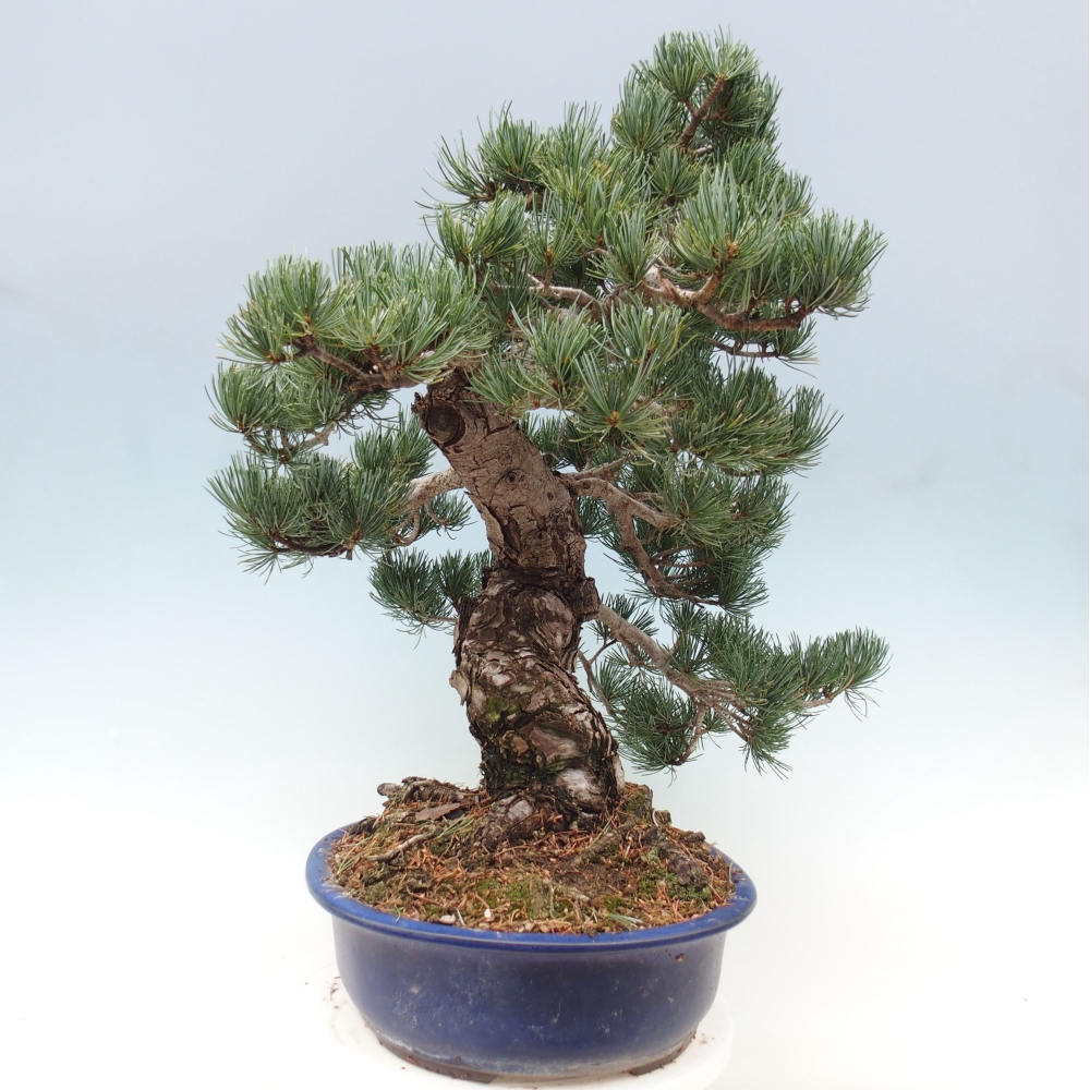 Kültéri bonsai - Pinus parviflora - Pinus parviflora