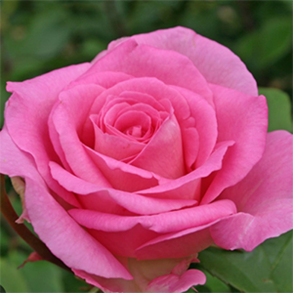 Kültéri bonsai - Rosa Kordes - rózsa