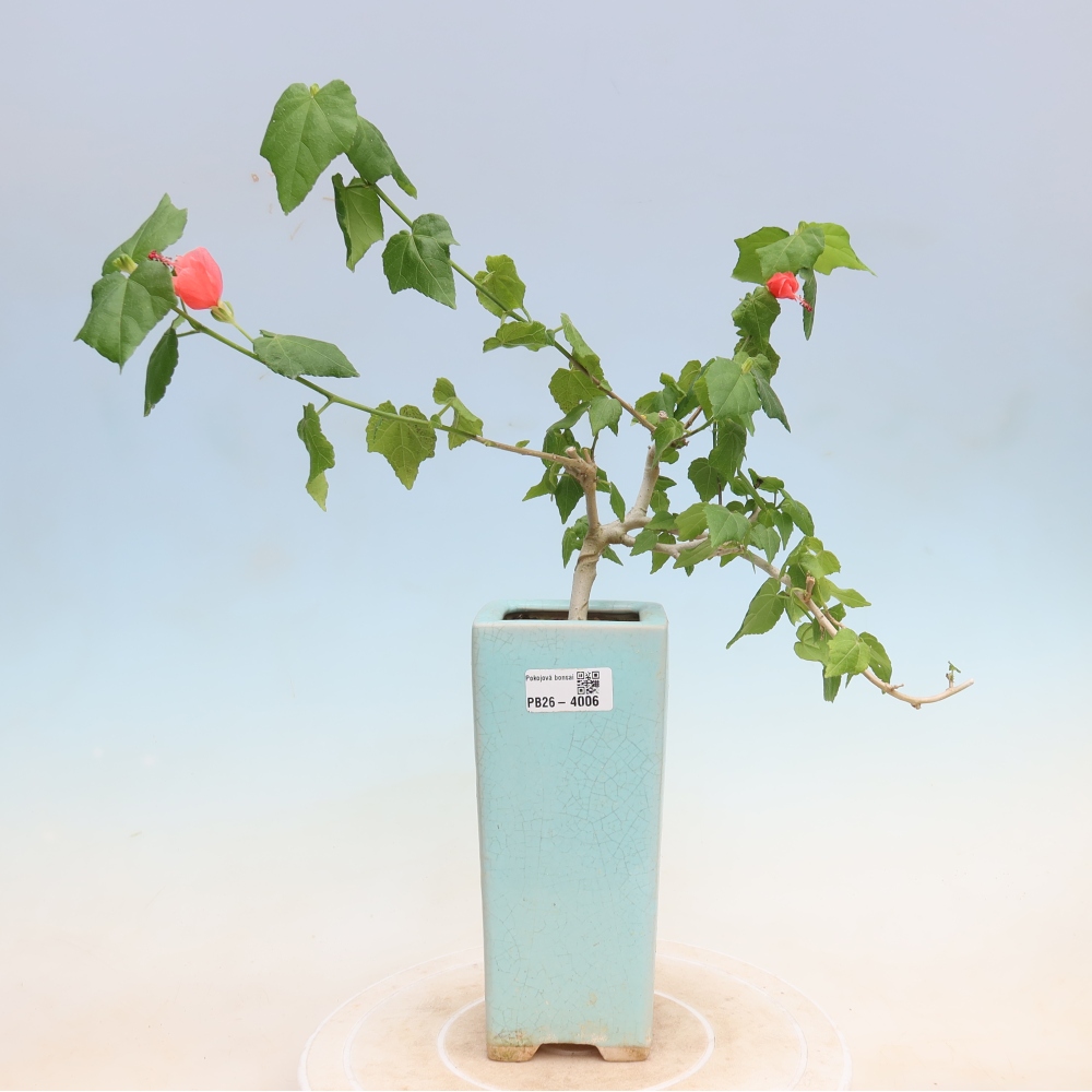 Beltéri bonsai - Malvaviscus arboreus