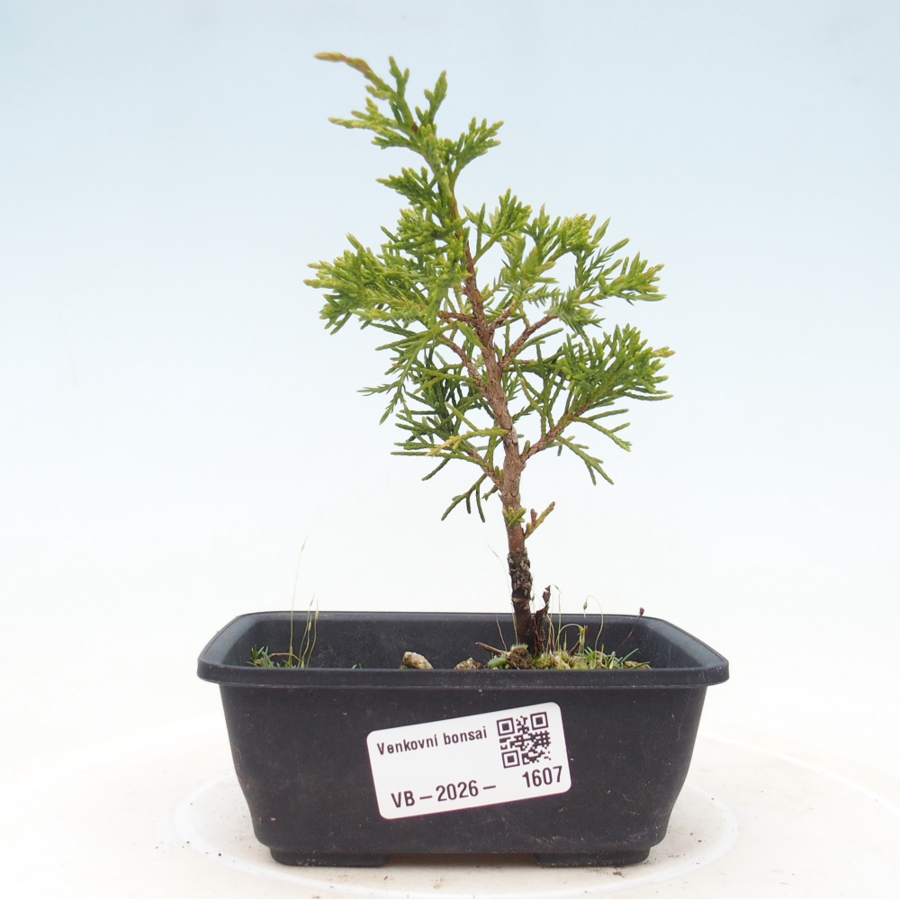 Kültéri bonsai - Juniperus chinensis Itoigawa