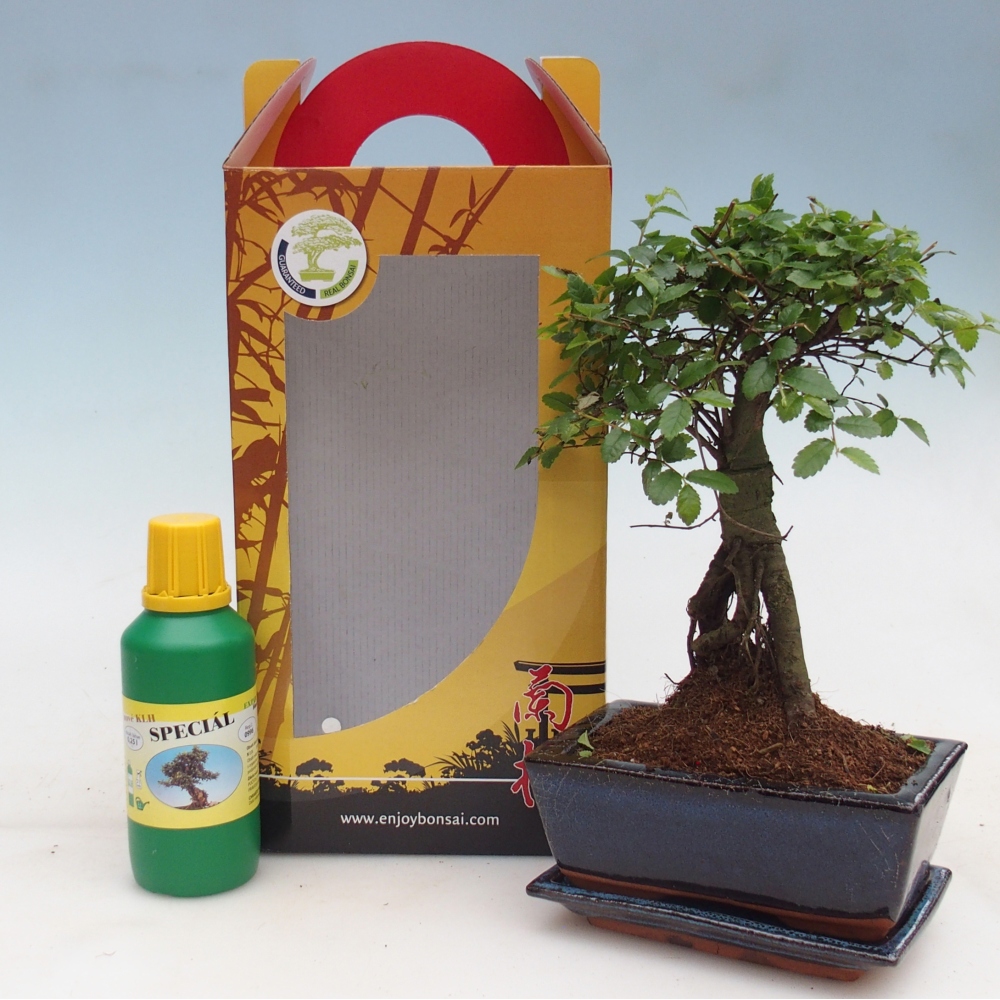 Ulmus parvifolia - kínai szil