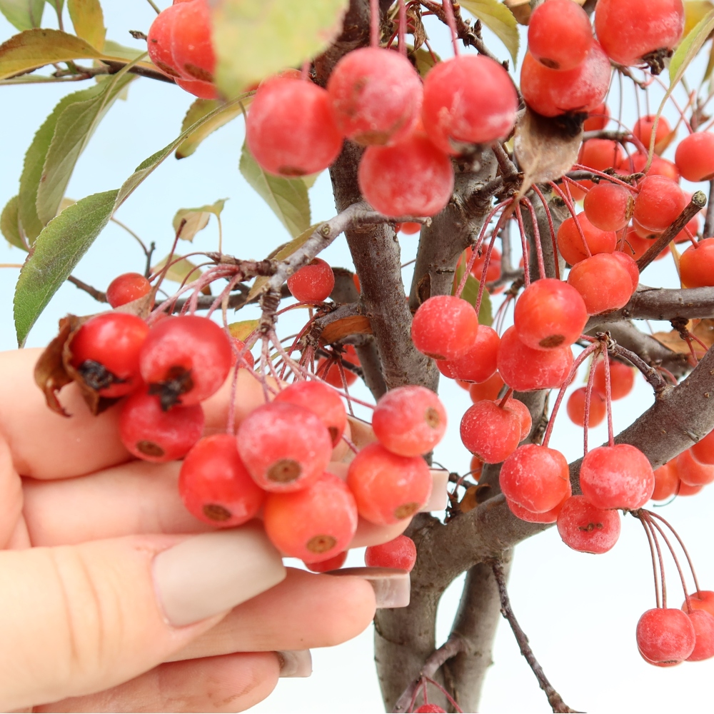 Kültéri bonsai -Malus domestica - Kis gyümölcsű piros levelű almafa