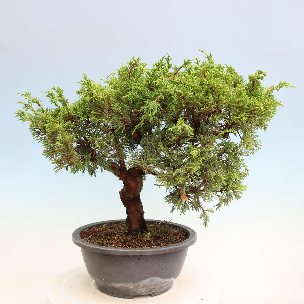 Kültéri bonsai - Juniperus chinensis Itoigawa-Juniperus chinensis