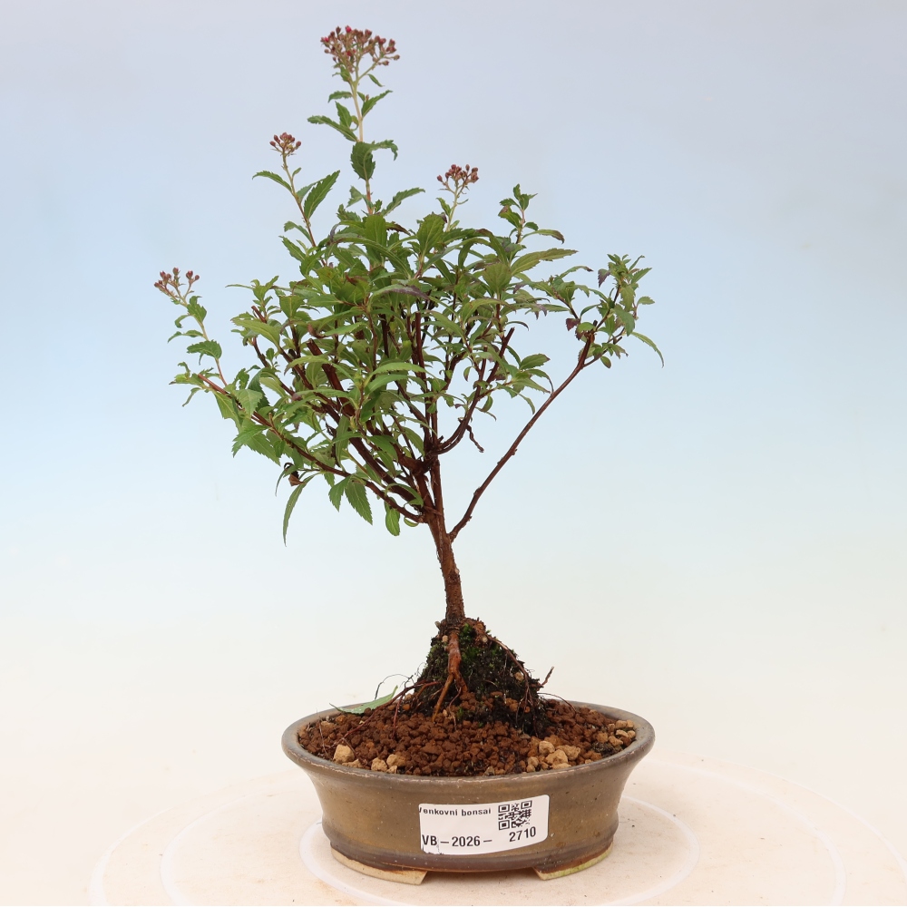 Kültéri bonsai – japán spirea – Spirea japonica Anthony Waterer