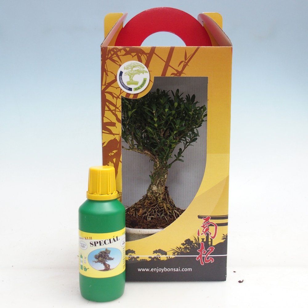 Szobai bonsai ajándékdobozban Buxus harlandii - parafa buxus