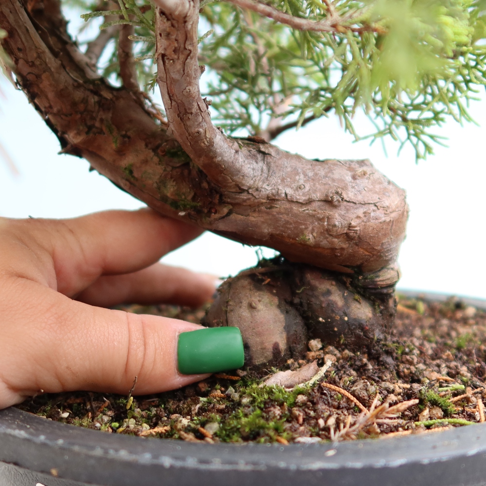 Kültéri bonsai - Juniperus chinensis Itoigawa-Juniperus chinensis