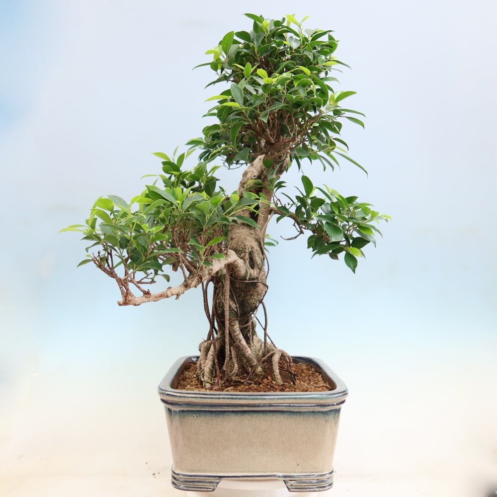 Szobai bonsai - Ficus kimmen - kislevelű fikusz