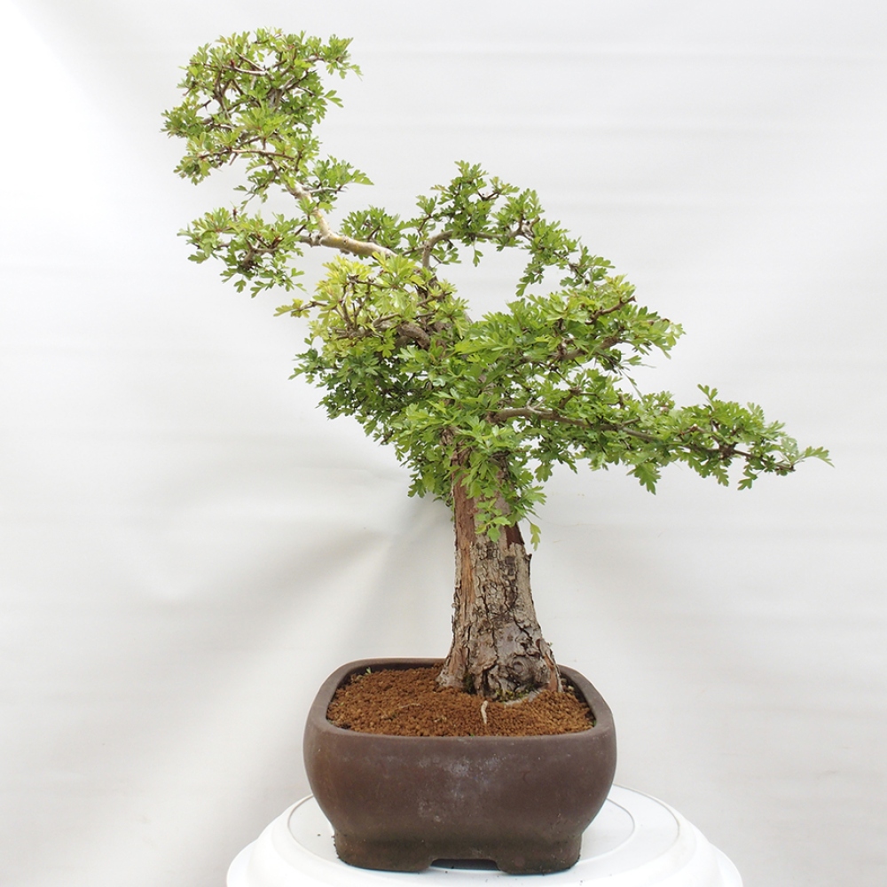 Kültéri bonsai - Galagonya - Crataegus monogyna