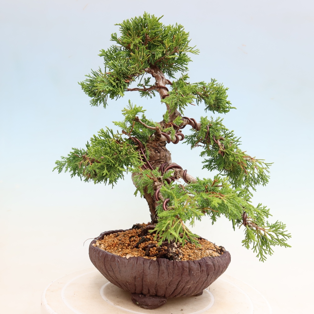 Kültéri bonsai - Juniperus chinensis Itoigawa-Juniperus chinensis