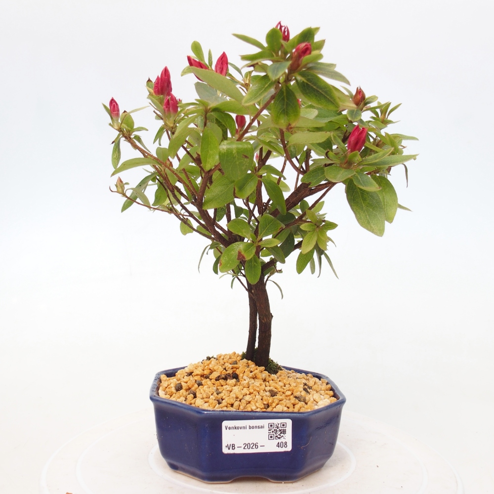 Kültéri bonsai - japán azálea - Azalea sp.