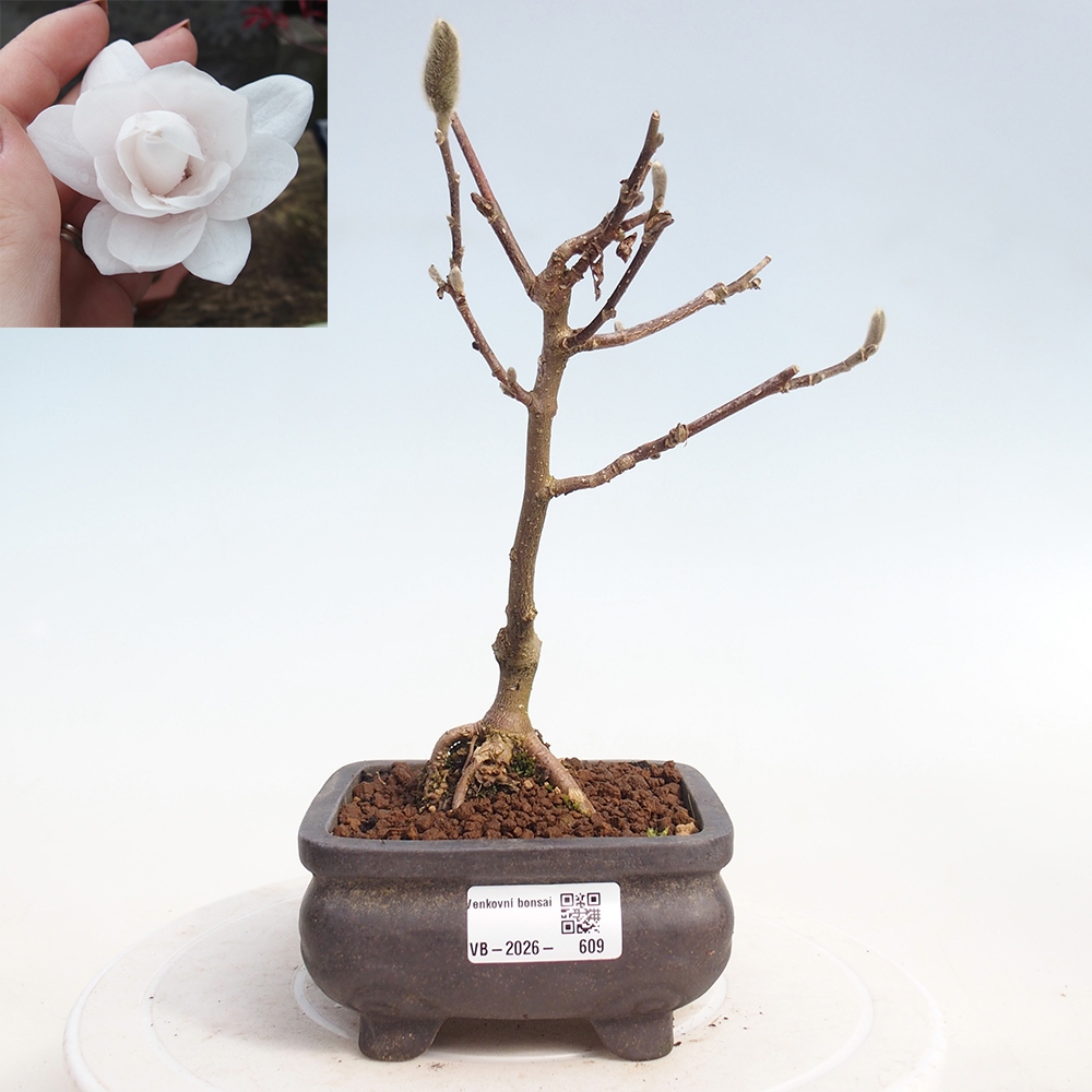 Kültéri bonsai - Magnolia stellata